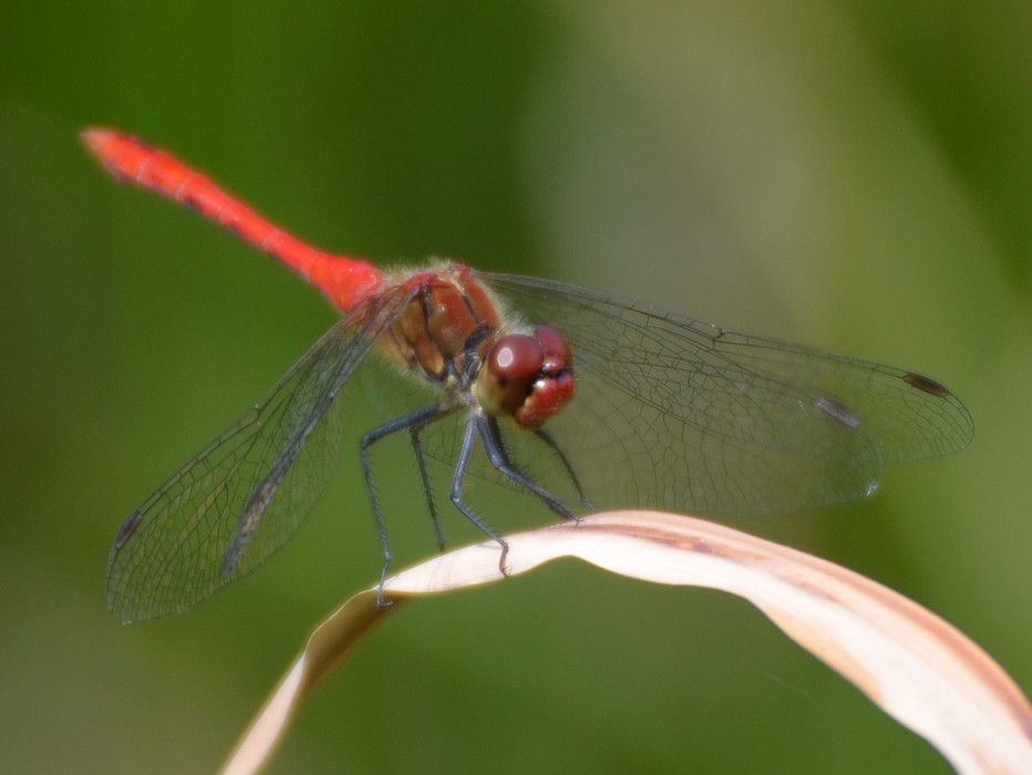 Sympetrum, ogni volta un problema:  Sympetrum sanguineum